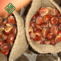 bulk sweet chestnut in china